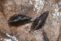 Aplexa hypnorum
