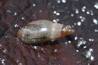 Aplexa hypnorum