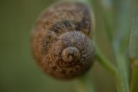 Hygromia cinctella
