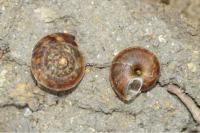 Helicigona lapicida