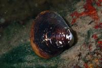 Corbicula