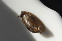 Oxyloma elegans