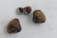 Corbicula