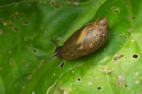 Succinea putris
