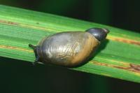 Oxyloma elegans