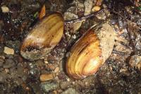 Anodonta anatina