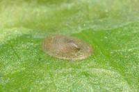 Acroloxus lacustris