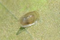 Acroloxus lacustris