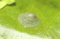 Ancylus fluviatilis