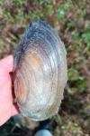 Anodonta cygnea
