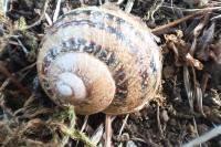 Cornu aspersum