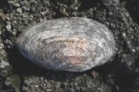Anodonta cygnea