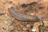 Lehmannia marginata
