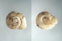 Vallonia costata