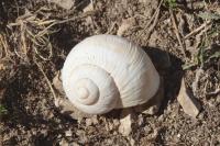 Helix pomatia