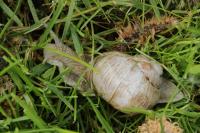 Helix pomatia