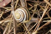 Cepaea hortensis