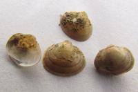 Sphaerium lacustre