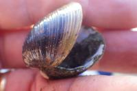 Corbicula fluminea