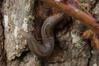 Lehmannia marginata
