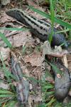 Limax cinereoniger
