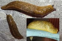 Limacus flavus