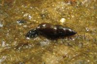 Omphiscola glabra