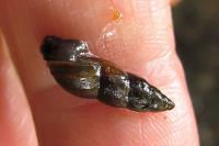 Omphiscola glabra