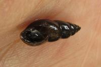 Omphiscola glabra