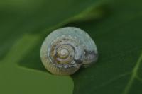 Hygromia cinctella