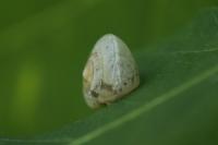 Hygromia cinctella