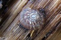 Gonyodiscus rotundatus