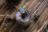 Gonyodiscus rotundatus