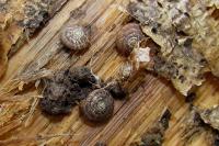 Gonyodiscus rotundatus