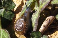 Oxychilus draparnaudi