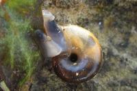 Oxychilus draparnaudi