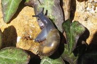 Oxychilus draparnaudi