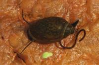 Physella acuta