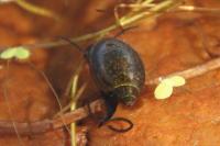 Physella acuta
