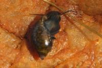 Physella acuta