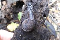 Limax maximus