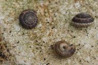 Xeroplexa intersecta