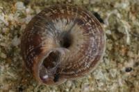 Xeroplexa intersecta