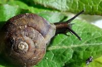 Helicigona lapicida