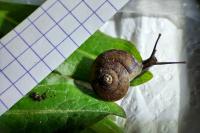 Helicigona lapicida