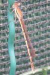 Sympecma fusca