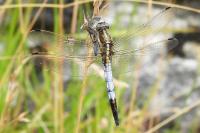 Orthetrum albistylum