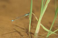 Ischnura pumilio