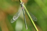 Lestes virens vestalis