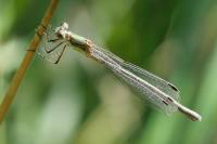 Lestes sponsa